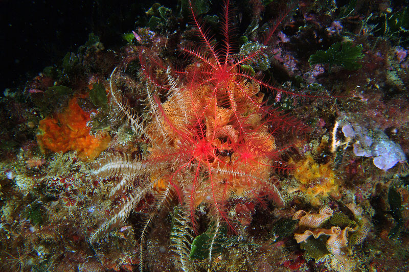 I mille colori di Antedon mediterranea